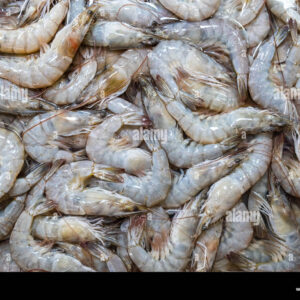 sea-shrimps