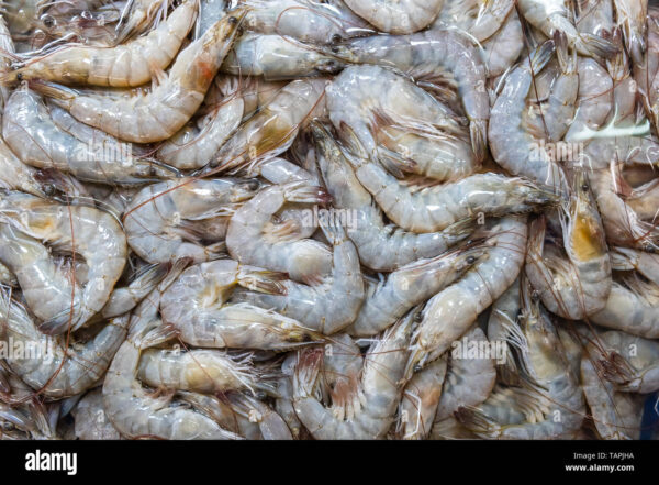 sea-shrimps